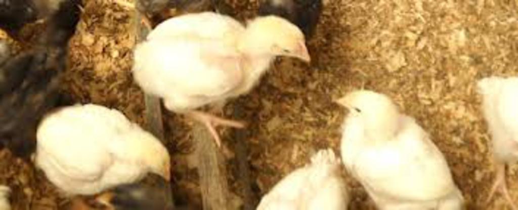 Castor_river_farm_chicks